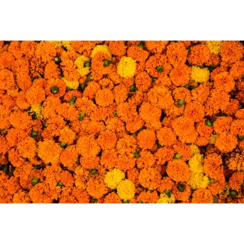 Fresh Marigold Flowers